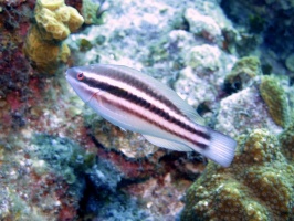 009 Princess Parrotfish Juvenile IMG 5309